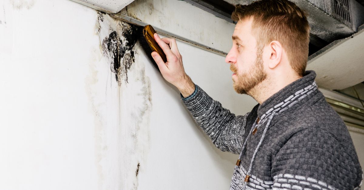 Understanding Mold and How to Combat It